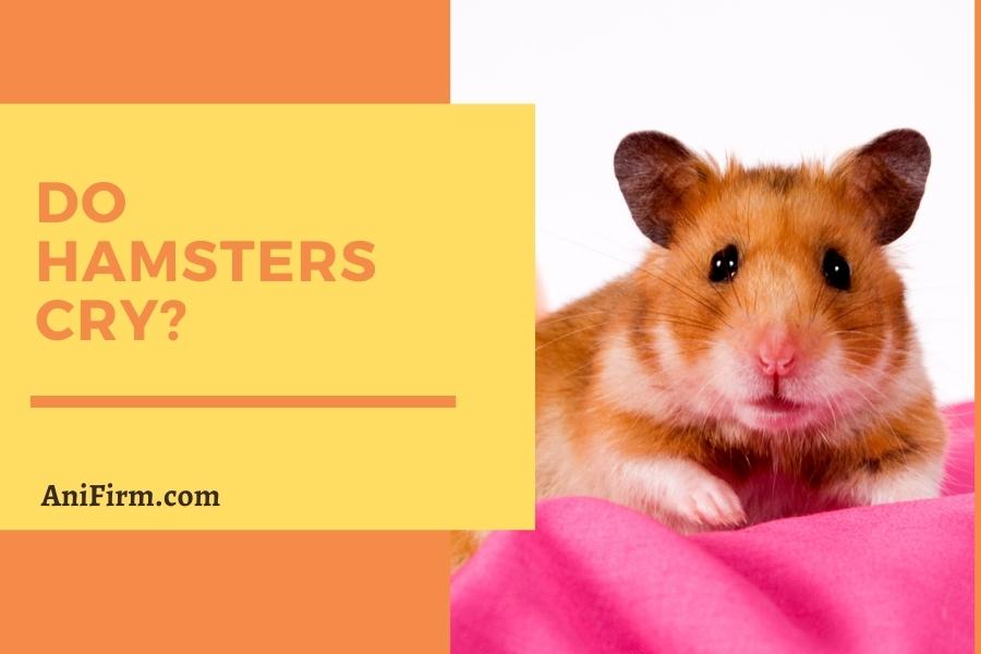 Do Hamsters Cry