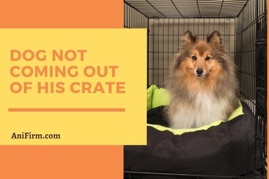 Dog NOT Coming out Of His Crate