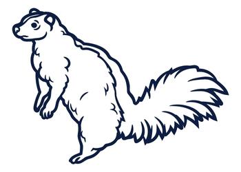 Skunks draw