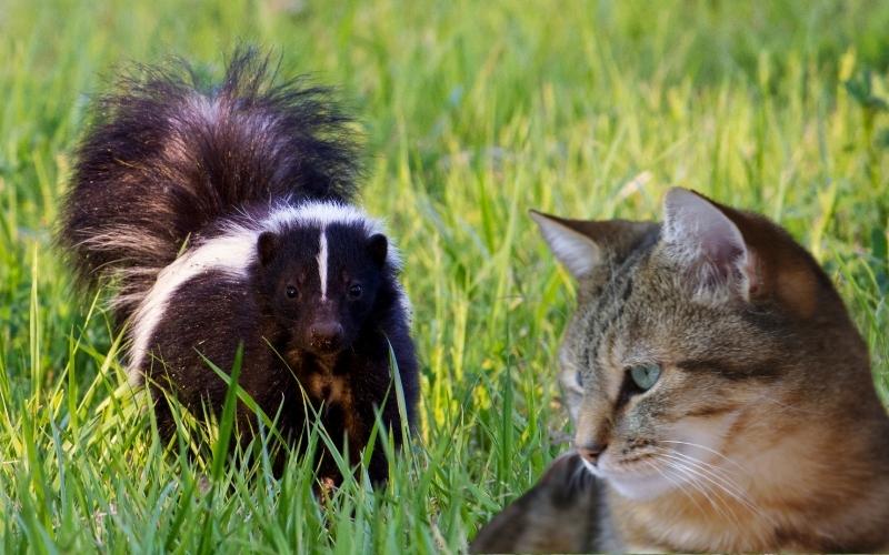 Skunks Dangerous To Cats