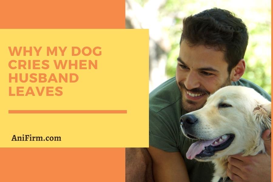 Why My Dog Cries When Husband Leaves