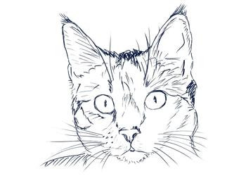 cat sketch