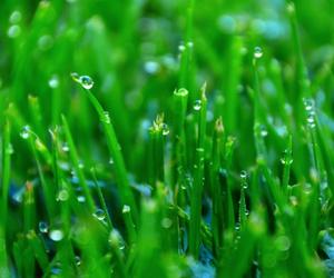 wet grass