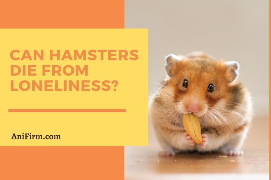 Can Hamsters Die from Loneliness