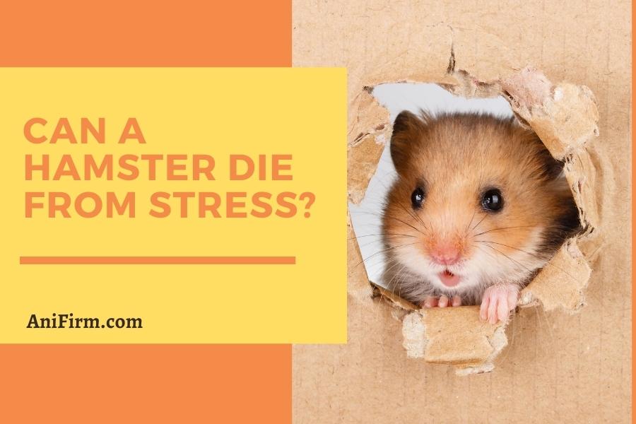 Can a Hamster Die from Stress