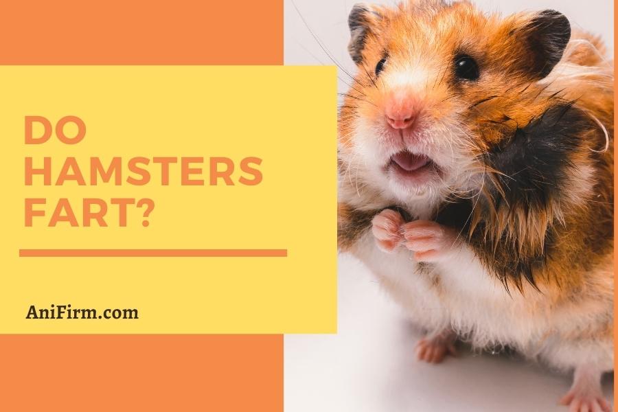 Do Hamsters Fart