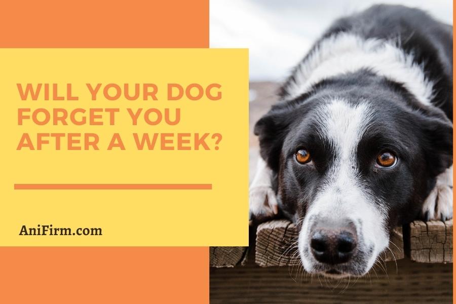 Will your Dog Forget You After a Week