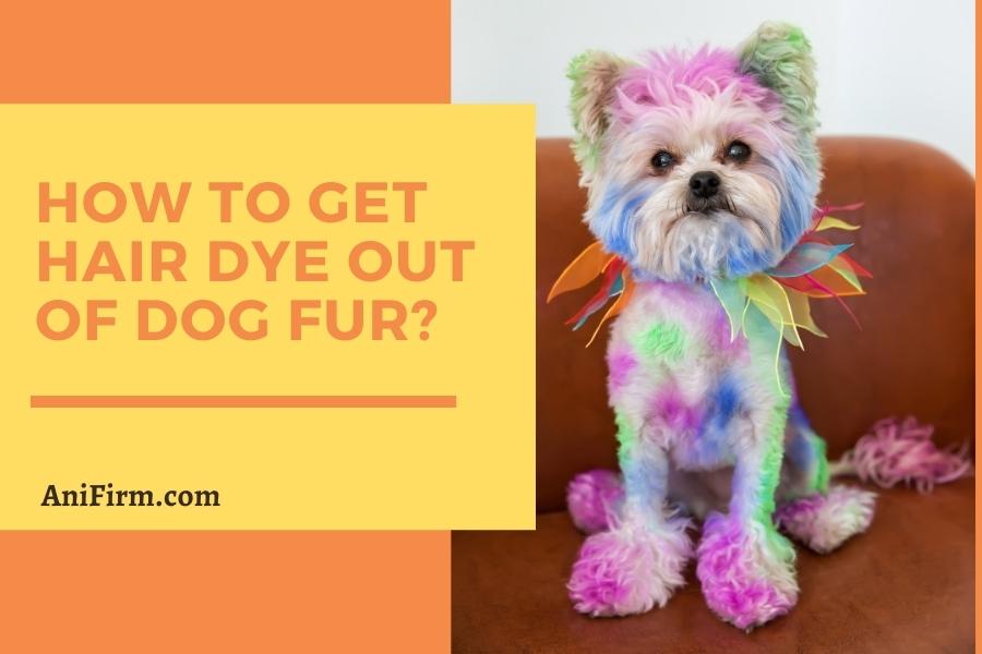 How to Get Hair Dye out Of Dog Fur