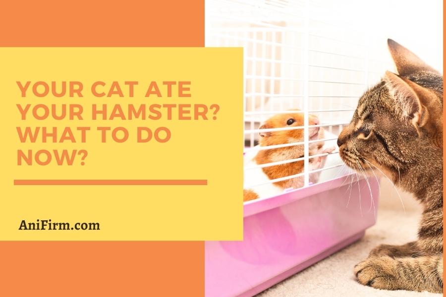 Your Cat Ate Your Hamster_ What to Do