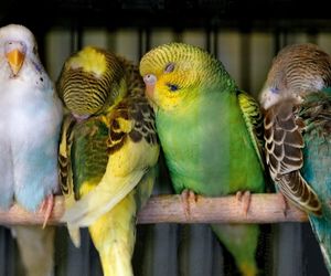 budgies sleeping on wooden perch