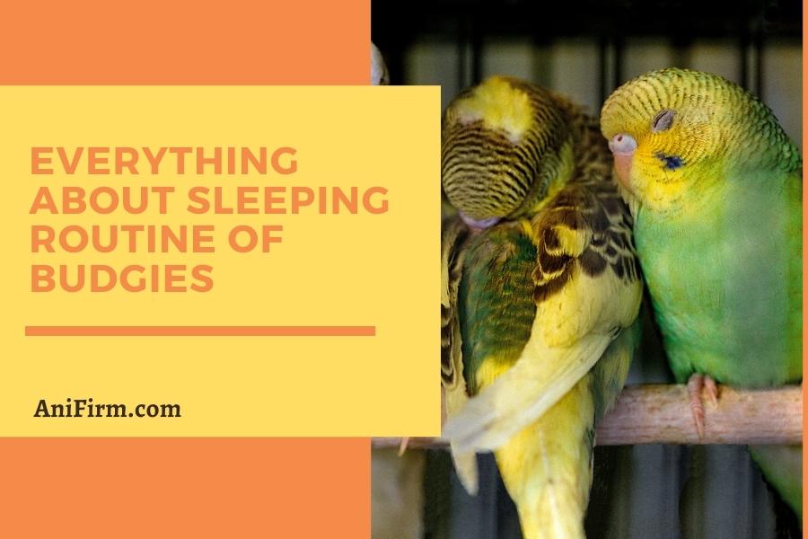 everything about sleeping routine of budgies