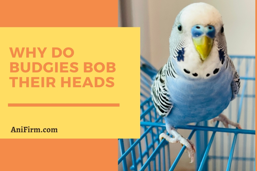 why do budgies bob their heads