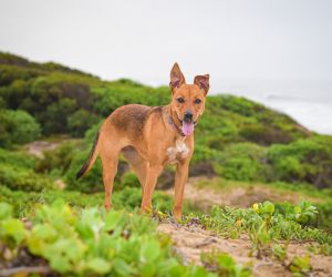 Africanis Dog breed brown color