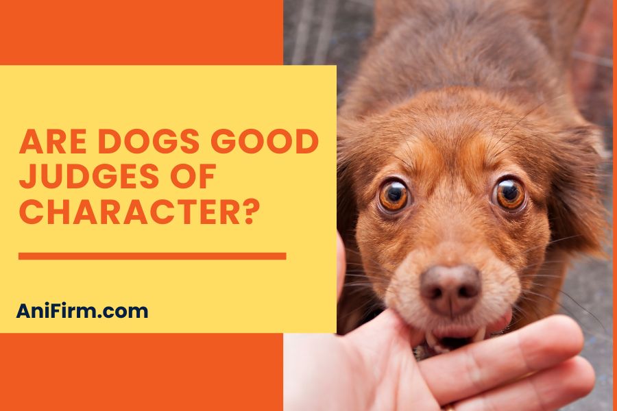 are dogs good judges of character