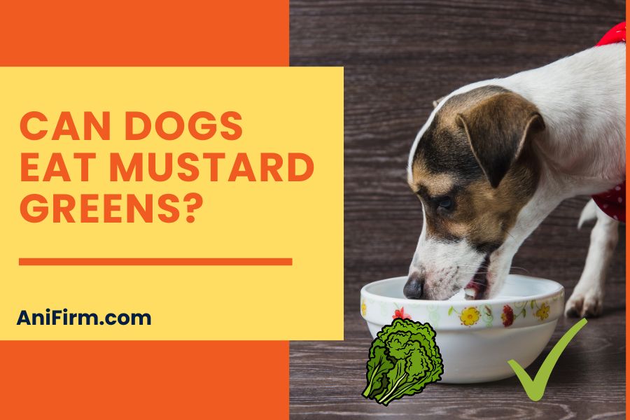 can dogs eat mustard greens