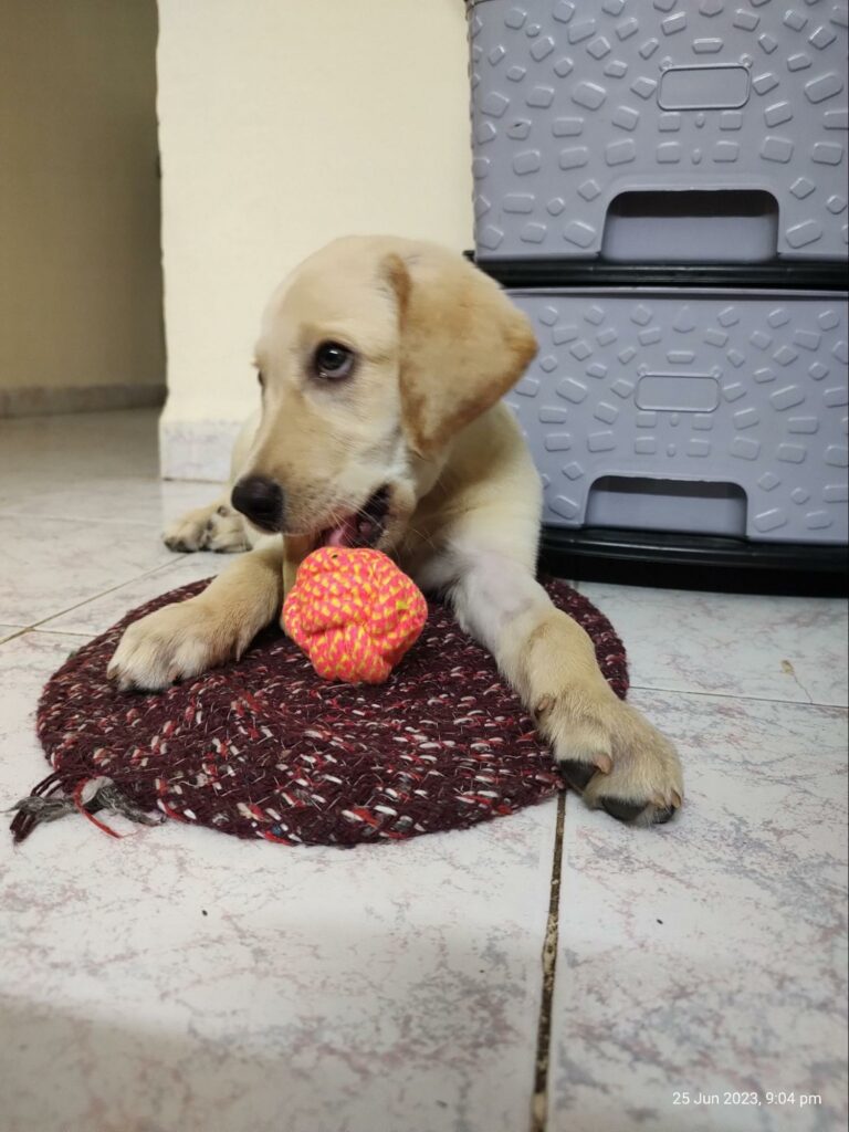 Enzo Playing with his toys