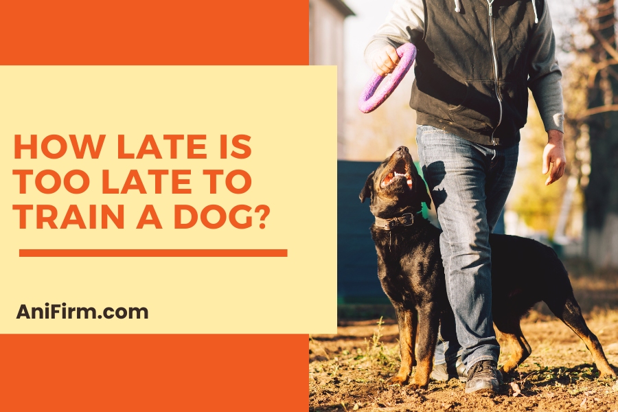 How Late Is Too Late to Train a Dog?