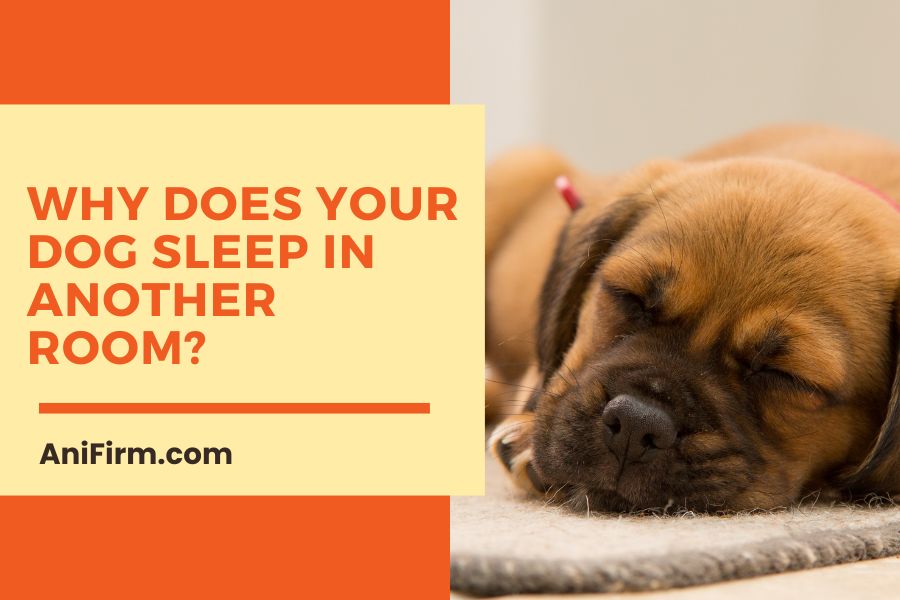 Does Your Dog Sleep in Another Room