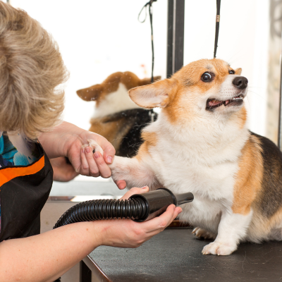 Dog being uncomfortable while grooming