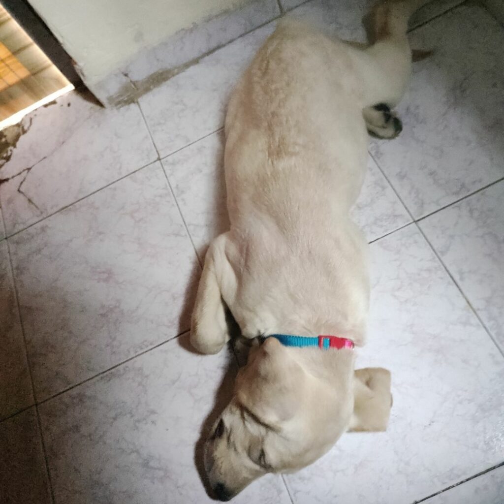 Enzo sleeping on floor